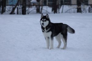 VARANDEY SNOW DRIFT