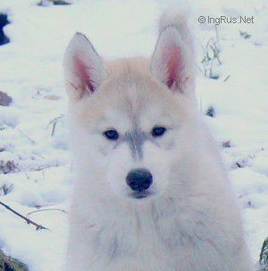 ZORDAN BAIL SNOW BLUES