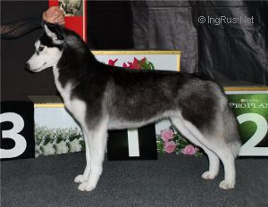 HUSKY IMPERIAL ACCURA INFINITY