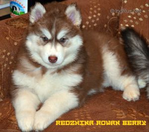 REDZHINA ROWAN BERRY