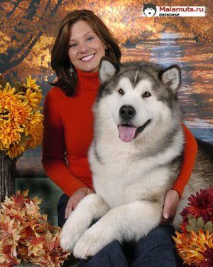 WIND'S FURY JACOB TRAILBLAZER ROM (MALAMUTE)