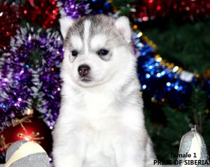 CHERRY-MERRY PRIDE OF SIBERIA