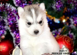 CHIN-CHIN PRIDE OF SIBERIA