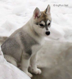 IRBIS LORD OF THE NORTH