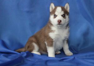 BARBARIS IZ KRISTAL'NOI ROSY
