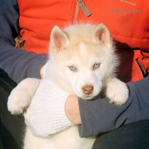SVERNAYA LUNA AYANA