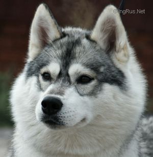 NORDGROUND SHEGGI SHADOY