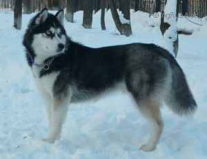 DIAMOND BLACK S GOLUBOY ZVEZDY