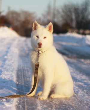 SEVERNAYA LUNA ANIKO