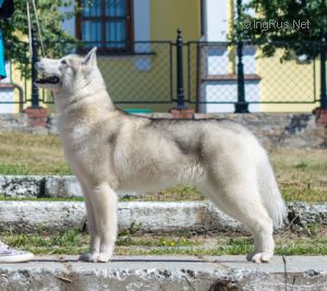 BELLES WHITE SON
