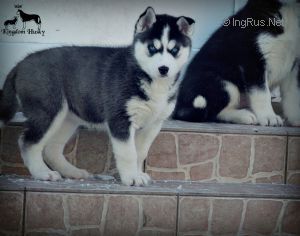 KINGDOM HUSKY EFFIGY MOSKOW