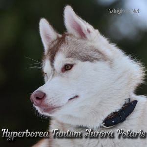 HYPERBOREA TANTUM AURORA POLARIS
