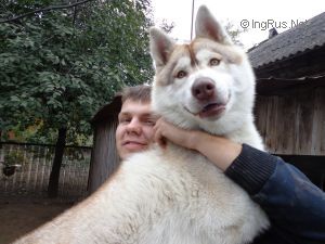 VECHNY OGON' WOLF'S TRAIL