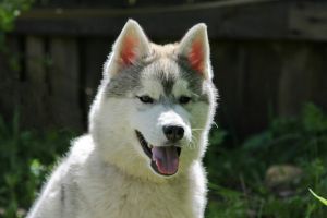 SHEVALE DE AMUR