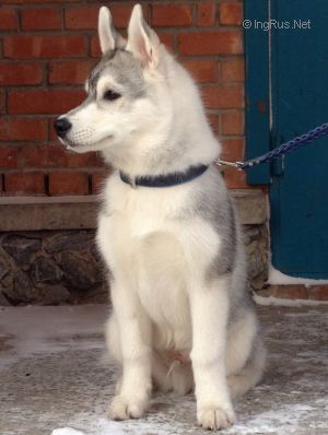 SIBERIAN GRACE YOUNG BRAVE HUNTER
