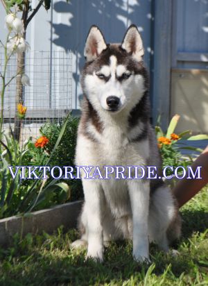 HELGA THE PERMAFROST VIKTORYA PRIDE