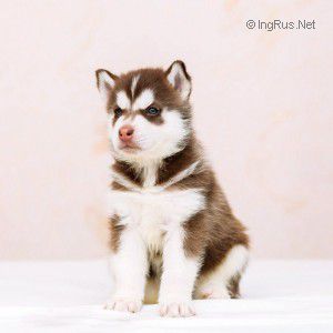 SIBERIAN SNOWY WOLF