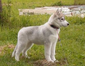 SIBEX TOLINKA AIMARA COYOTL