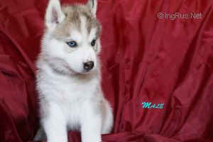 ERMAK GREY WOLF