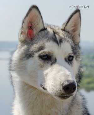 AMARAVELLA VERONIKA