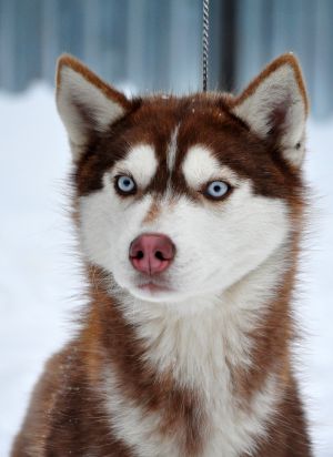 DAKOTA NACHALO NOVOGO PUTY EKUSALA