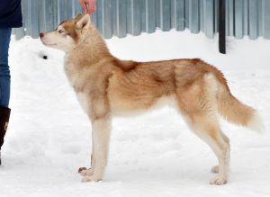 DAKOTA NACHALO NOVOGO PUTY ESAK LAK TUN