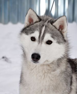 DAKOTA NACHALO NOVOGO PUTY ESHUNKA