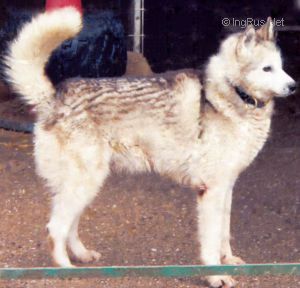 SKIIVOLK HENRY