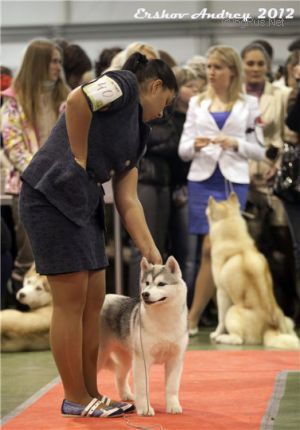 HUSKY HAVEN NICE LOOKING GIRL