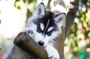 ZORRITA FANTASTIC FOX