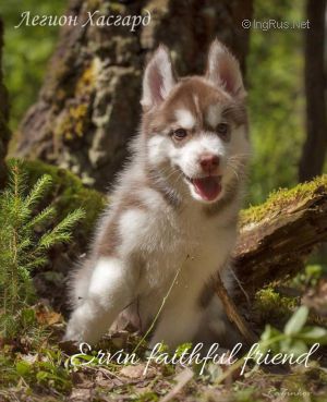 LEGION HASGARD ERVIN FAITHFUL FRIEND