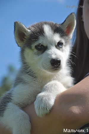 PARKER