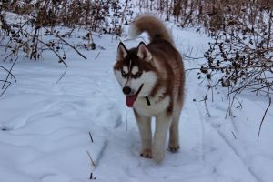 ODIN SOLAR VIND