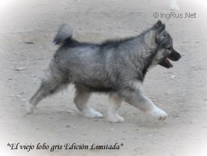 EL VIEJO LOBO GRIS EDICIÓN LIMITADA