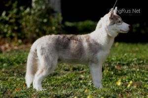 SNOW WINNER BENFATTO ORSO ROSSO