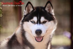 ROMEO SHIK CRYSTAL OF VIKTORY