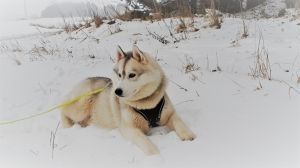 IRVIN KINGDOM NAVJORD