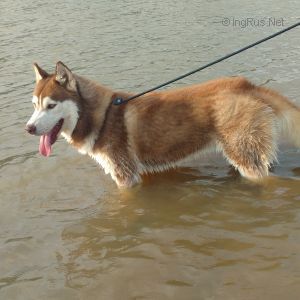 THOR SUMMER WOLF SIBERIANS HEROES