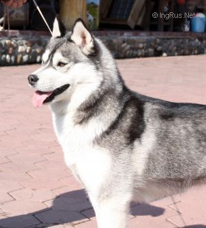 HUSKY HAVEN COUTURE COLLECTION
