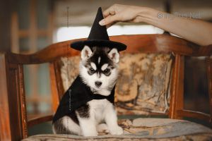 OLGIVAN SHOW PADFOOT
