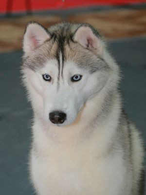NORD-ISEN BALU