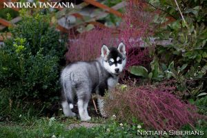 NIXTIARA TANZANIA