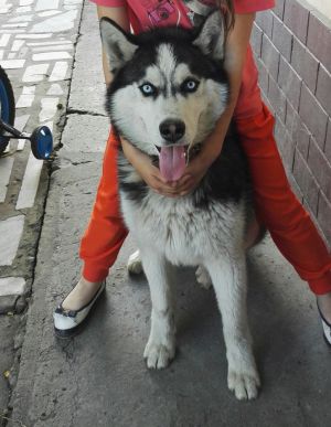 VEST IZ TSARSKOY DOLINI