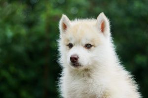 BRAIEN VILL AZARI SNOW EMPIRE