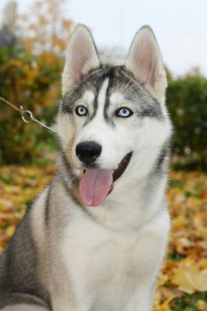 FUSION OF JOY BLONDE STAR