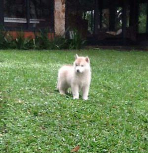TUNGHAT'S FOX FIRE MEGAN
