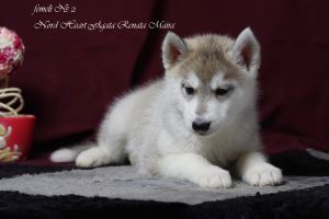 NORD HEART AGATHA RENATA MYRA