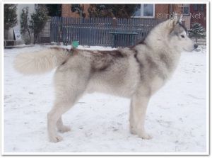 NORI'S SILVER FRIEND ESKIMOSKI DOMEK