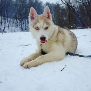 TALISHA ROYAL DRIM NEZHNAYA