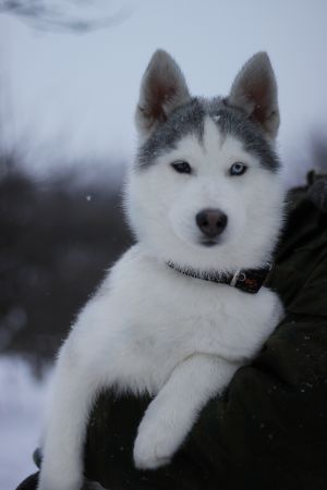 SEVERNAYA LUNA KENZO